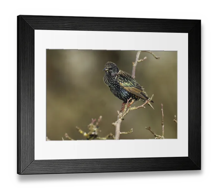 Framed Print : Star, Sturnus vulgaris, sitzt auf einem Ast