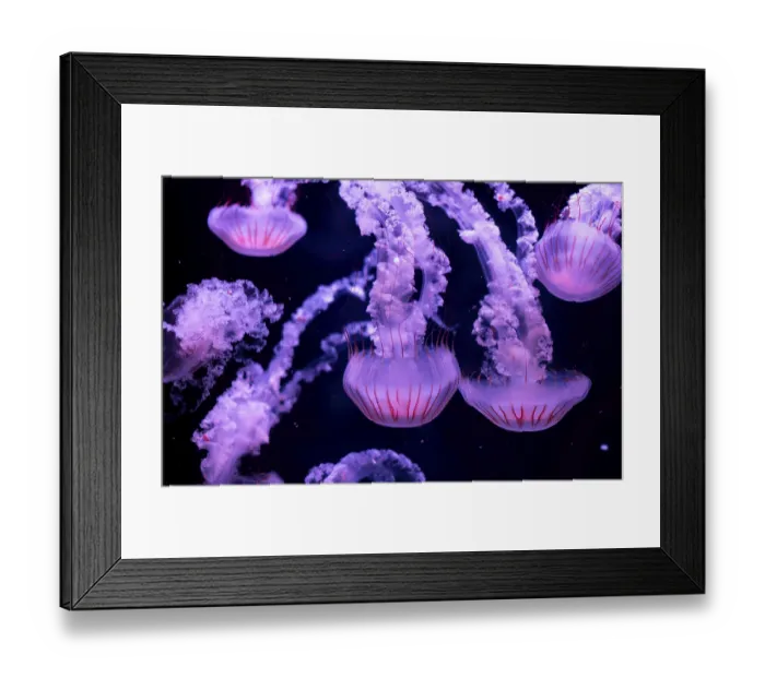 Framed Print : A group of luminous purple jellyfish drifting gently in the ocean