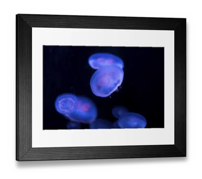 Framed Print : Illuminated jellyfish glide through the water