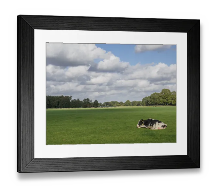 Framed Print : Single cow lying on green pasture under a cloudy sky Framed Print : Single cow lying on green pasture under a cloudy sky