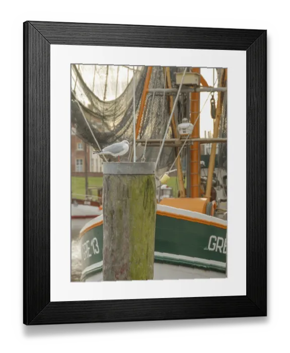 Framed Print : Seagull on wooden posts in front of a fishing boat in the harbor