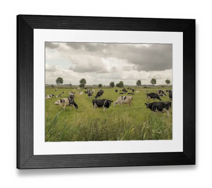 Framed Print : Grazing cows on green pasture under a slightly cloudy sky with flying birds