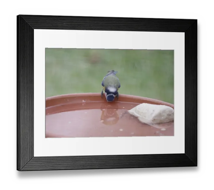 Framed Print : Blue tit (Cyanistes caeruleus)