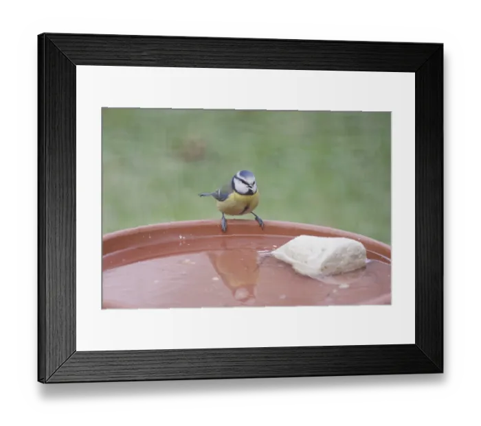 Framed Print : Blue tit (Cyanistes caeruleus) Framed Print : Blue tit (Cyanistes caeruleus)