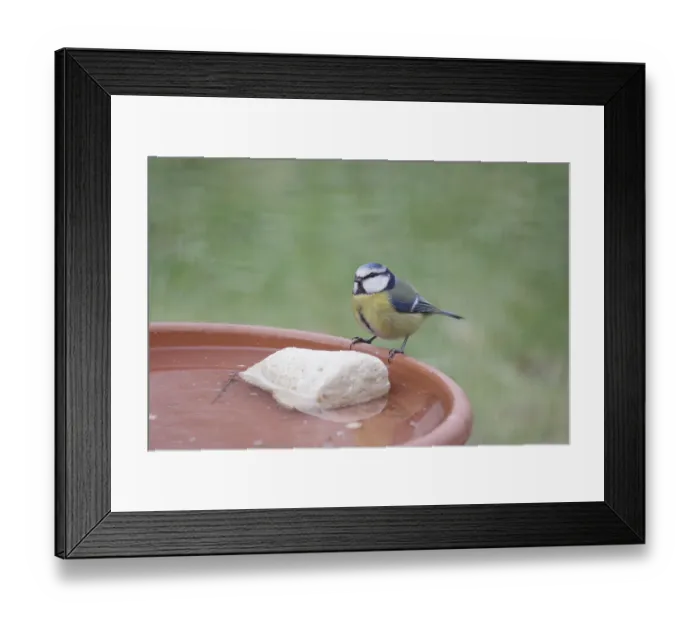 Framed Print : Blue tit (Cyanistes caeruleus) Framed Print : Blue tit (Cyanistes caeruleus)
