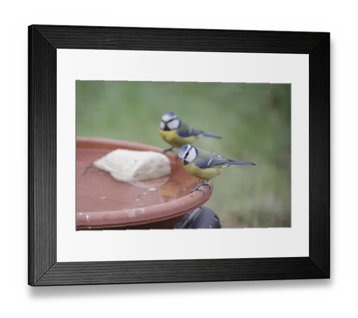 Framed Print : Blue tit (Cyanistes caeruleus)