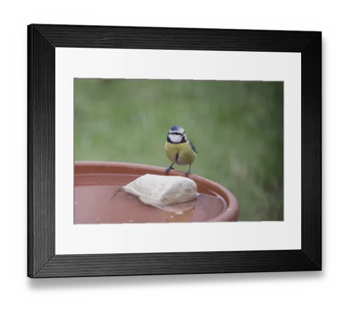 Framed Print : Blue tit (Cyanistes caeruleus)