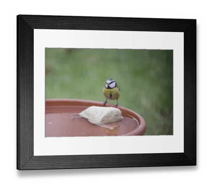Framed Print : Blue tit (Cyanistes caeruleus) Framed Print : Blue tit (Cyanistes caeruleus)