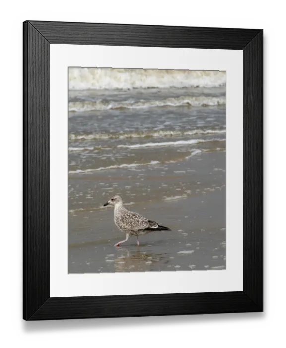 Framed Print : Schoorl, nord-holland, netherlands