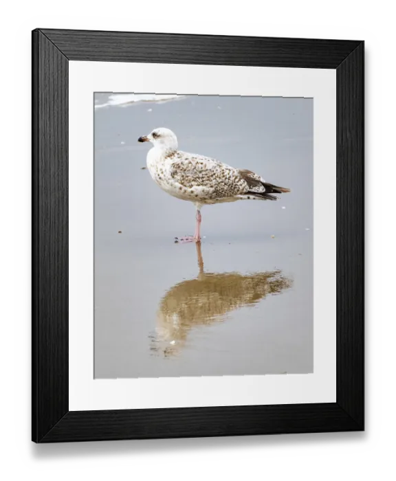 Framed Print : Schoorl, nord-holland, netherlands Framed Print : Schoorl, nord-holland, netherlands