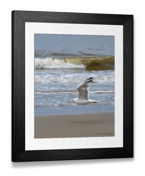 Framed Print : Schoorl, nord-holland, netherlands