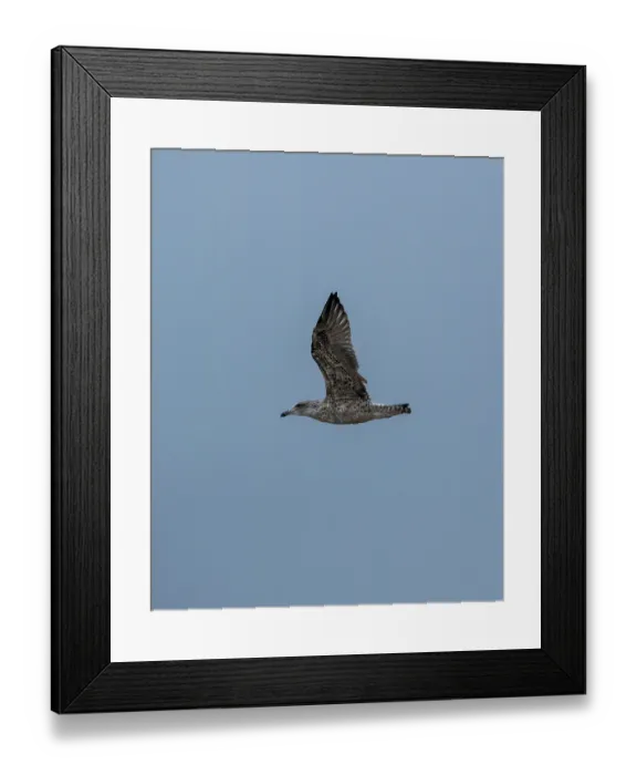Framed Print : Schoorl, nord-holland, netherlands