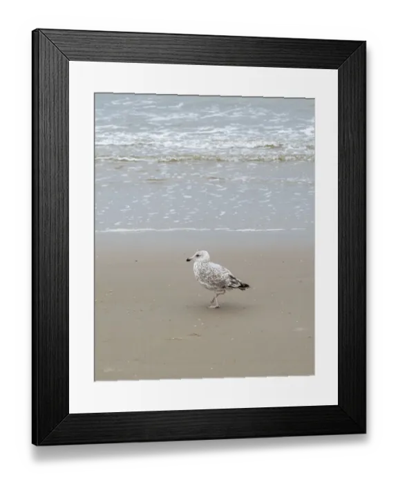 Framed Print : Schoorl, nord-holland, netherlands Framed Print : Schoorl, nord-holland, netherlands