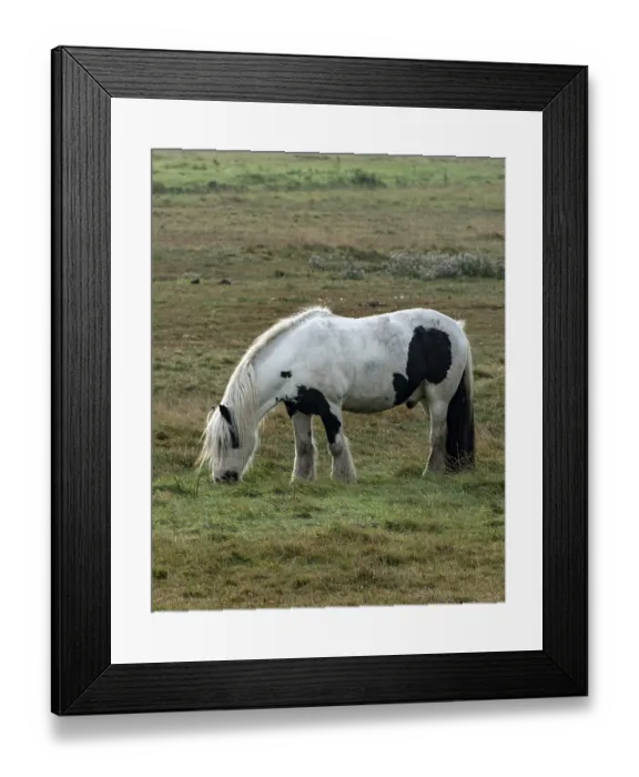 Framed Print : Schoorl, nord-holland, netherlands