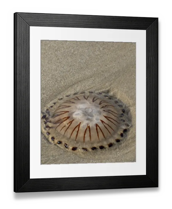 Framed Print : Schoorl, nord-holland, netherlands Framed Print : Schoorl, nord-holland, netherlands