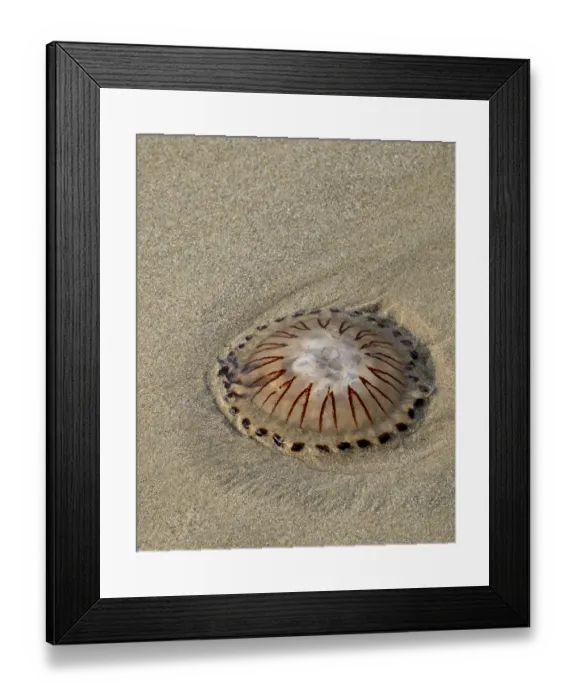 Framed Print : Schoorl, nord-holland, netherlands