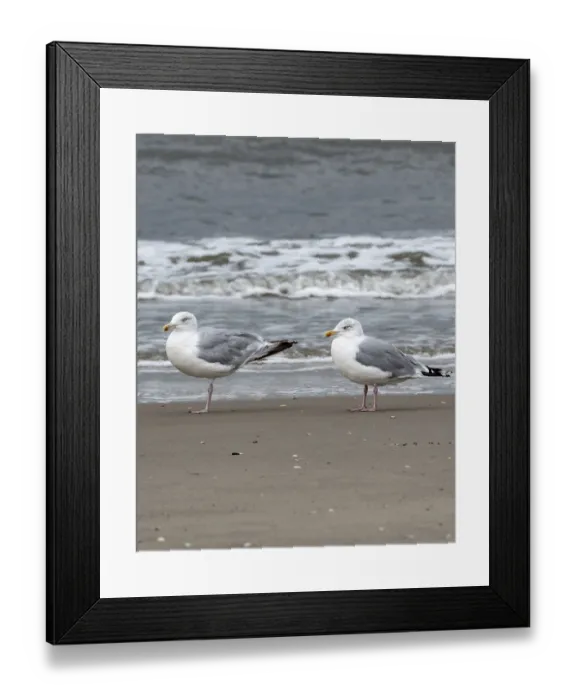 Framed Print : Schoorl, nord-holland, netherlands