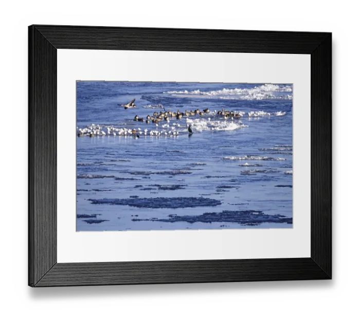 Framed Print : Elbe with ice floes, birds, winter