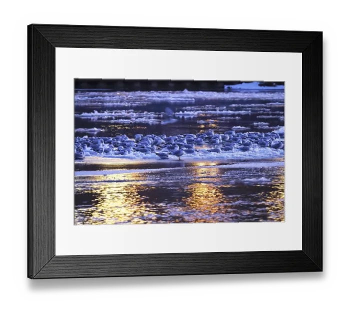 Framed Print : Elbe with ice floes, seagulls, winter Framed Print : Elbe with ice floes, seagulls, winter