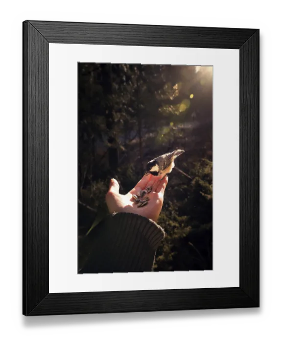 Framed Print : Great tit (Parus major) feeding on a hand in the sunset