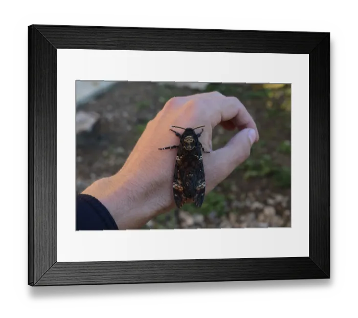Framed Print : Dead head. The large massive butterfly belonging to family of brazhnik