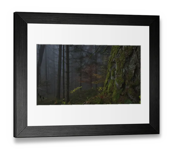 Framed Print : A foggy forest with moss-covered trees and autumn leaves creates a mystical and peaceful atmosphere Framed Print : A foggy forest with moss-covered trees and autumn leaves creates a mystical and peaceful atmosphere