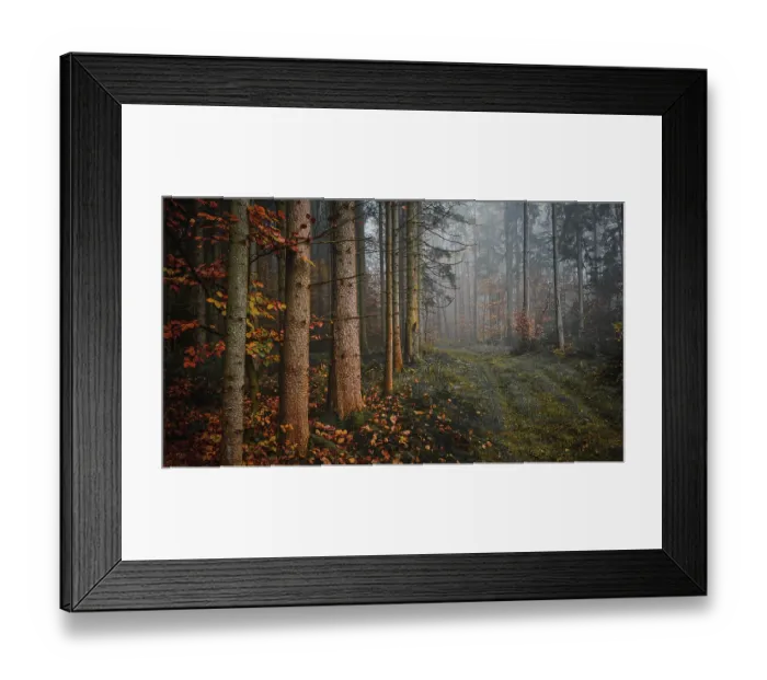 Framed Print : A foggy autumn forest with tall trees and orange foliage that exudes a calm and mystical atmosphere Framed Print : A foggy autumn forest with tall trees and orange foliage that exudes a calm and mystical atmosphere