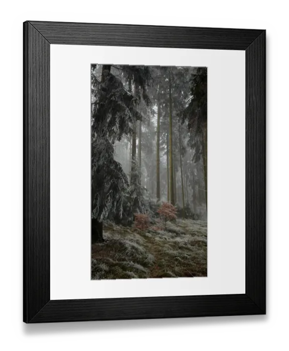 Framed Print : A cloud forest with frost-covered fir trees and a small reddish bush that creates a quiet and mysterious atmosphere Framed Print : A cloud forest with frost-covered fir trees and a small reddish bush that creates a quiet and mysterious atmosphere