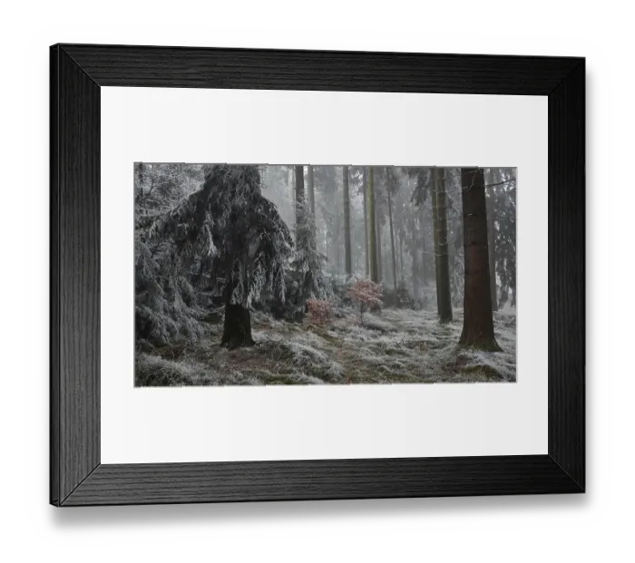 Framed Print : Snowy forest in fog with thick trees and quiet atmosphere Framed Print : Snowy forest in fog with thick trees and quiet atmosphere