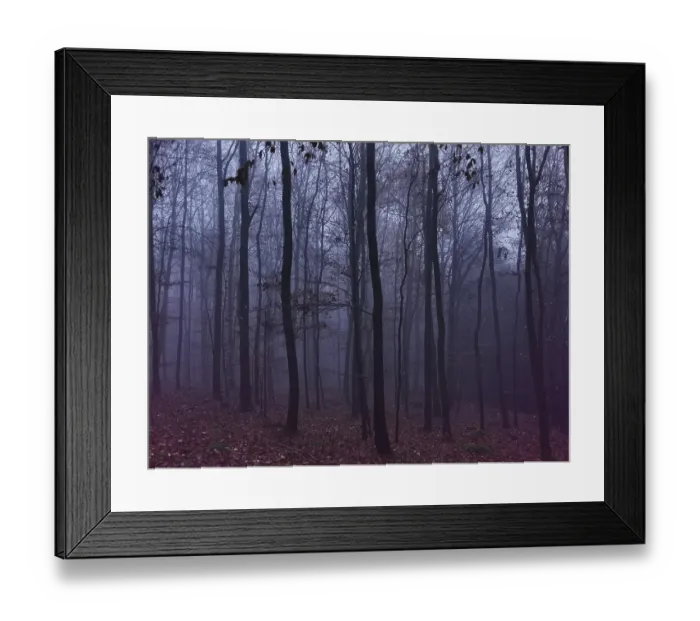 Framed Print : Misty forest in autumn colors, gloomy and mystical atmosphere with bare trees