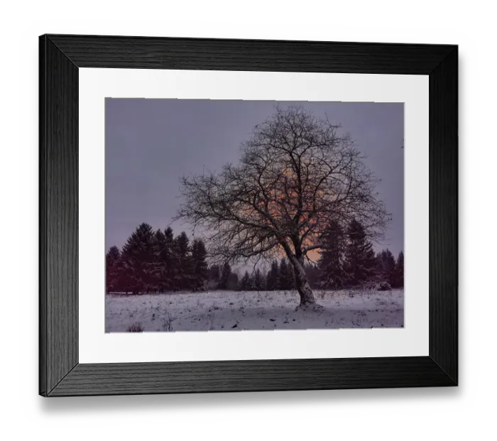 Framed Print : A single tree stands in a snowy landscape in front of a forest at sunset