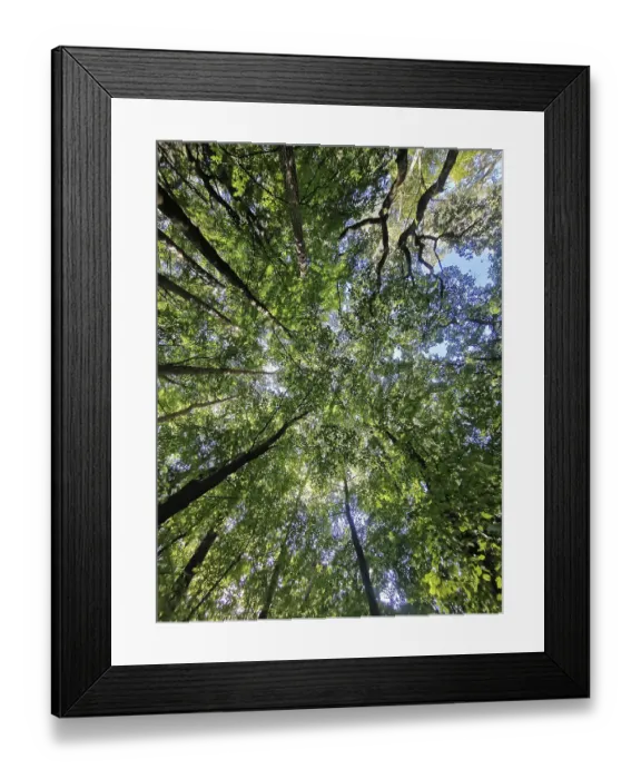 Framed Print : Looking up into the thick forest with green treetops and blue sky
