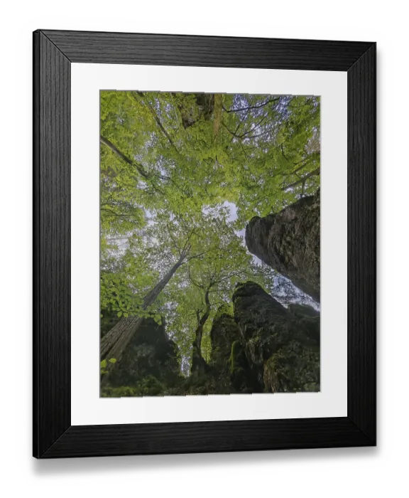 Framed Print : View from below of a dense forest with lush green canopy and tall rocks