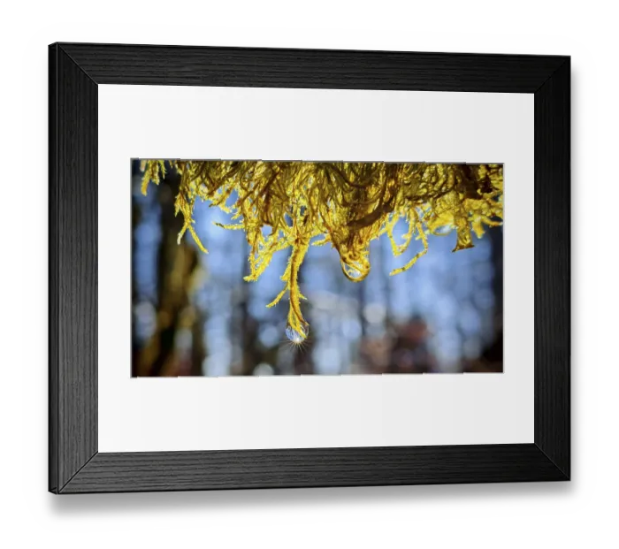 Framed Print : Close-up of sunlit moss with drops of water in the background of blurred trees