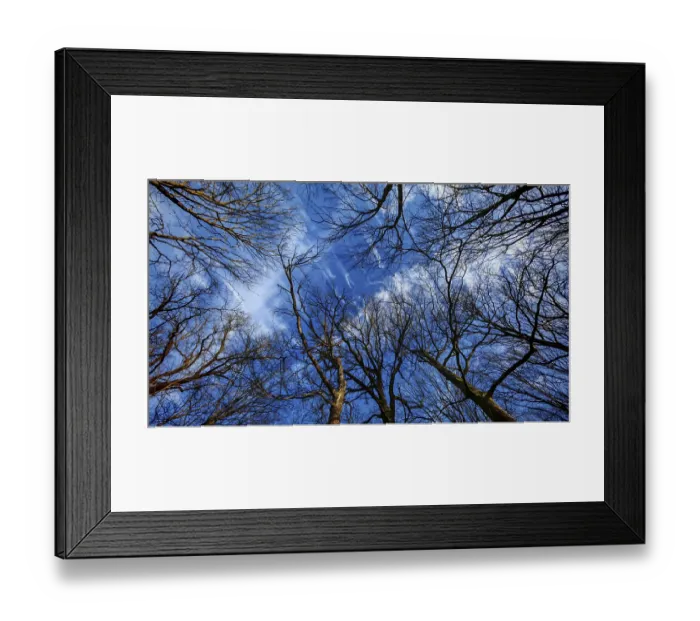 Framed Print : Looking up at bare treetops emerging against a clear blue sky with some clouds