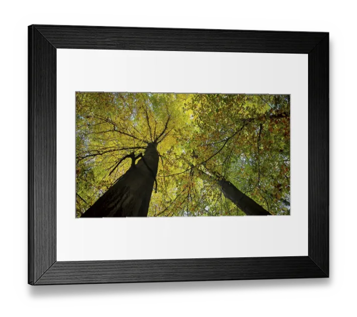 Framed Print : View of treetops with yellow-green leaves in autumn forest and sunlight Framed Print : View of treetops with yellow-green leaves in autumn forest and sunlight