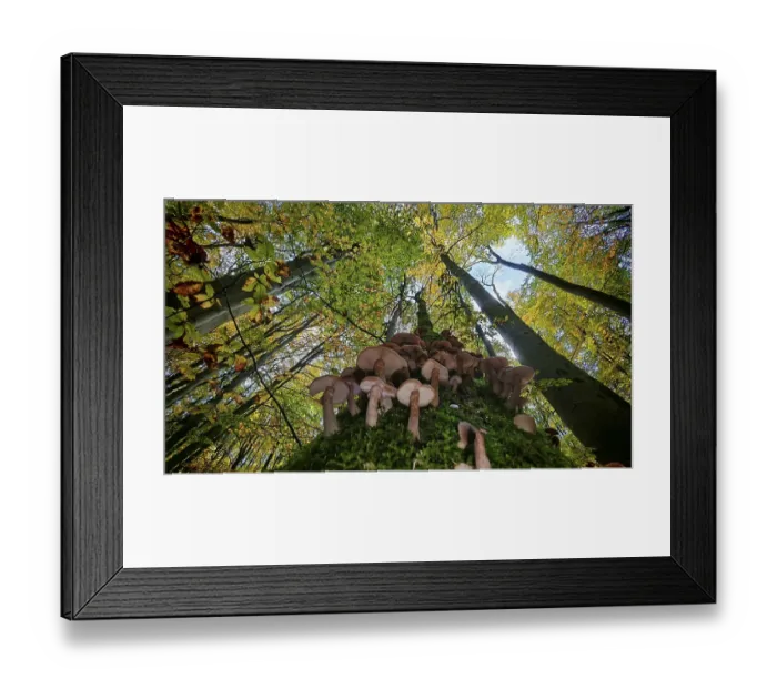 Framed Print : View along a tree trunk full of mushrooms up to the autumn-colored treetops and blue sky Framed Print : View along a tree trunk full of mushrooms up to the autumn-colored treetops and blue sky