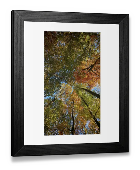 Framed Print : Looking up through autumn treetops that shine in bright colors