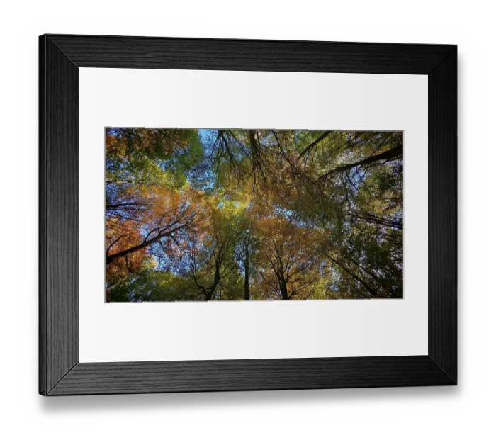 Framed Print : Looking up into an autumnal forest with colorful foliage and blue sky