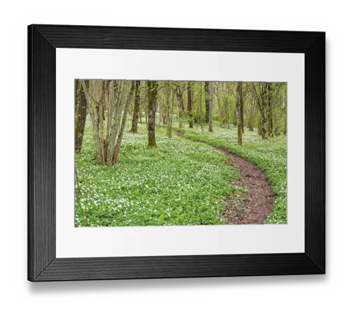 Framed Print : Winding nature footpath in a budding deciduous forest with flowering wood anemones (Anemone nemorosa) a spring day