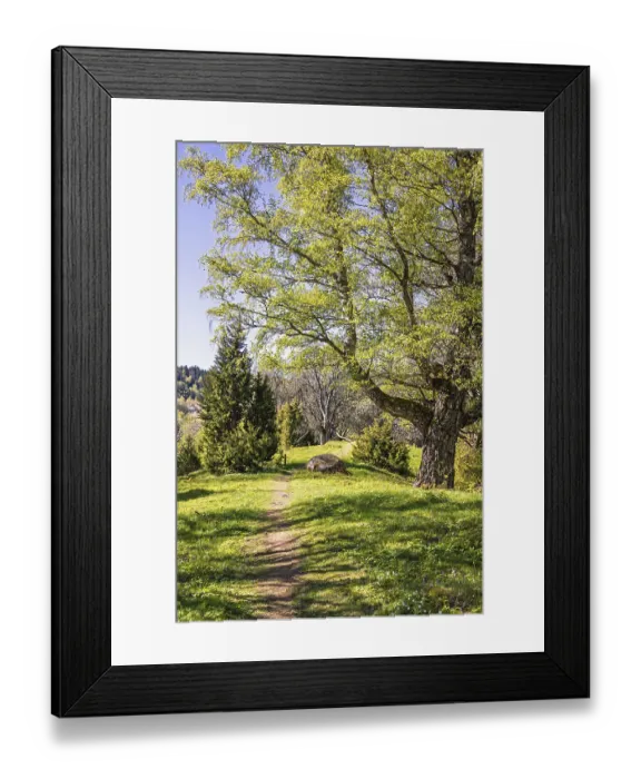Framed Print : Footpath in a forest with lush green budding trees a sunny spring day Framed Print : Footpath in a forest with lush green budding trees a sunny spring day