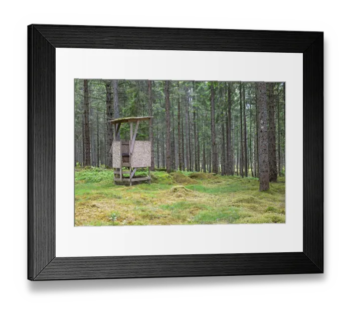 Framed Print : Hunting tower in a spruce forest with green moss on the ground in summer