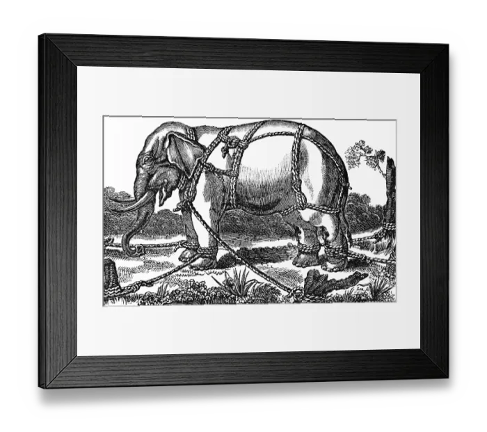 Framed Print : Taming a wild elephant, shackles