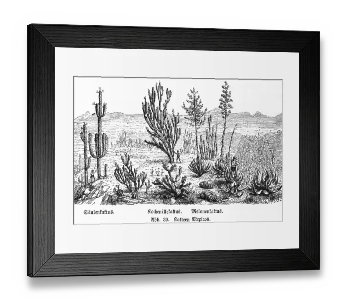 Framed Print : Various cactus species in the wild in the mountains of Mexico