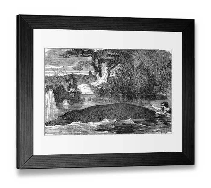Framed Print : Hippopotamus (Hippopotamus amphibius) river Framed Print : Hippopotamus (Hippopotamus amphibius) river