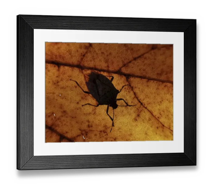 Framed Print : Close-up of a bug (Heteroptera) as a shadow on an orange-coloured leaf