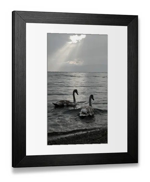 Framed Print : Two swans (Cygnus) swimming in calm lake under grey sky with sun rays breaking through
