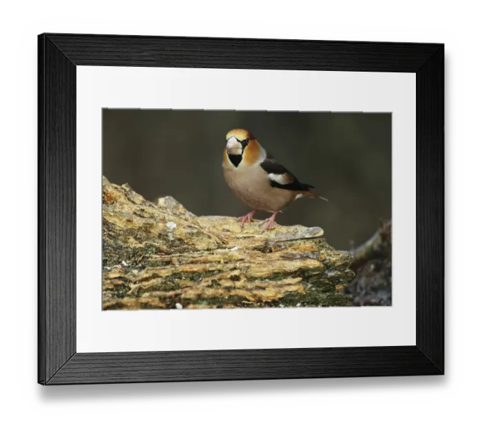 Framed Print : Kernbeiser, Coccothraustes Coccothraustes