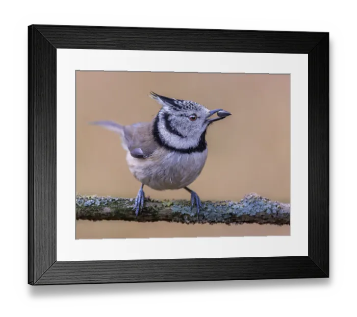 Framed Print : Crested Tit (Lophophanes Scalloped ribbonfish) with seed kernel in beak