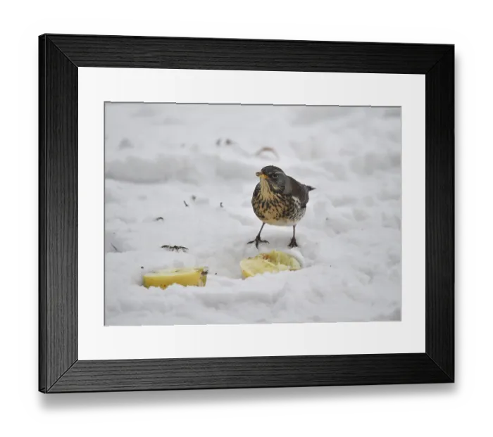 Framed Print : Fieldfare (Turdus pilaris) eating an apple in the snow
